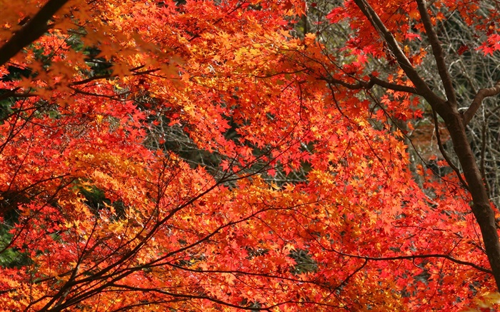 Autumn, beautiful maple leaves, red color, trees Wallpapers Pictures Photos Images