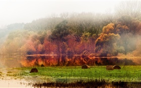 Autumn, forest, trees, pond, foliage, fog, morning