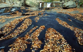 Autumn, many leaves, waterfall, creek, rocks HD wallpaper
