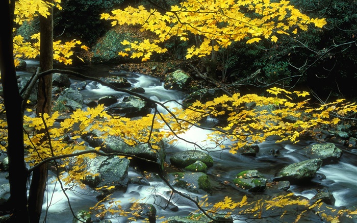 Autumn, nature scenery, yellow leaves, trees, creek Wallpapers Pictures Photos Images