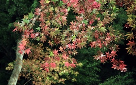 Autumn, tree, green and red maple leaves