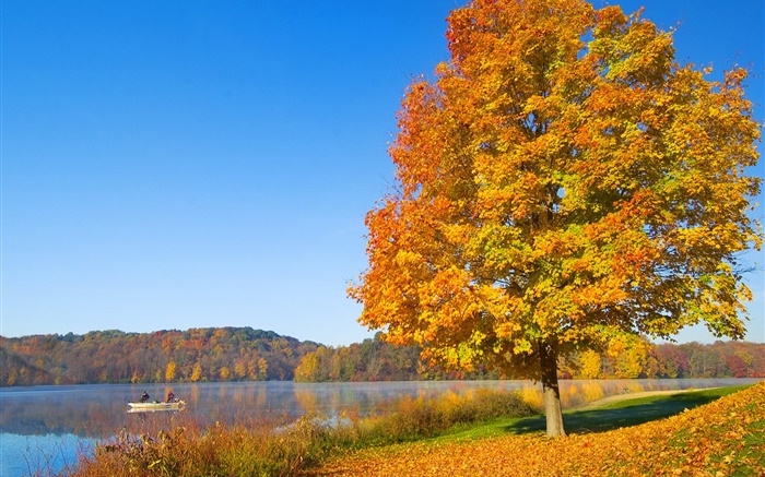 Autumn, tree, yellow leaves, river Wallpapers Pictures Photos Images