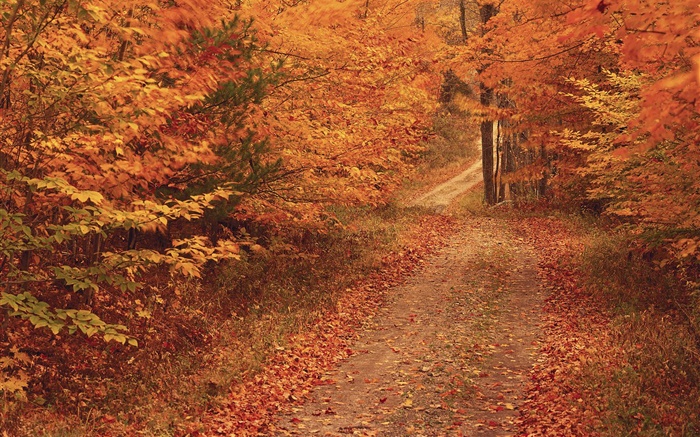 Autumn, trees, road, red leaves Wallpapers Pictures Photos Images