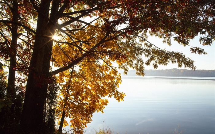 Autumn, yellow leaves tree, lake, sun Wallpapers Pictures Photos Images