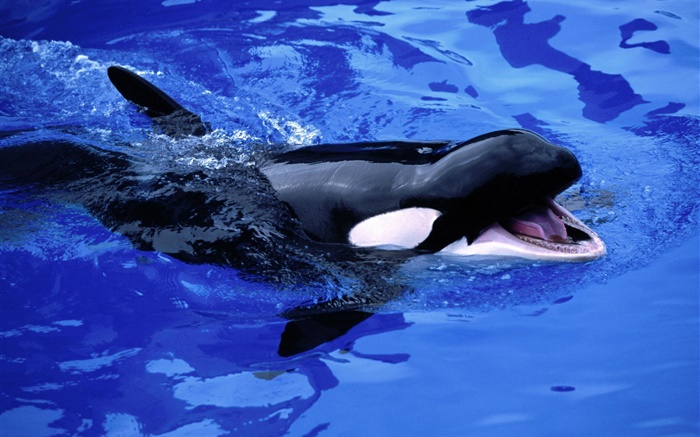 Baby whale, killer whale, blue sea water Wallpapers Pictures Photos Images