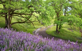 Bald Hills, Redwoods National Park, USA, trees, wildflowers HD wallpaper