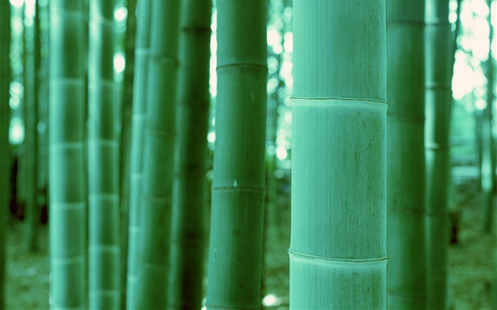 Bamboo close-up, bokeh Wallpapers Pictures Photos Images