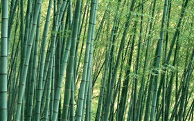 Bamboo close-up, forest, summer HD wallpaper