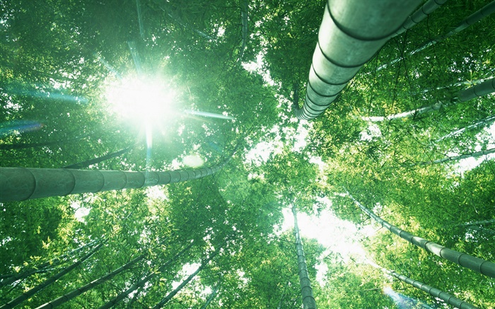 Bamboo forest, look up, sun light, green leaves Wallpapers Pictures Photos Images