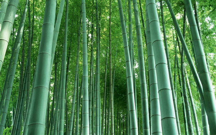 Bamboo forest Wallpapers Pictures Photos Images