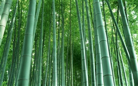 Bamboo forest HD wallpaper