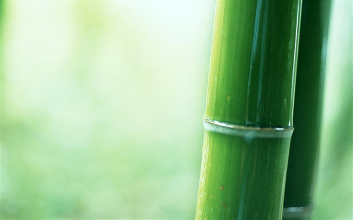 Bamboo partial close-up Wallpapers Pictures Photos Images