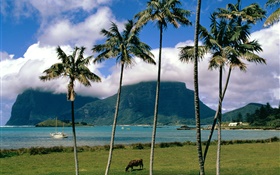 Bay, sea, palm trees, grass, clouds, Australia HD wallpaper