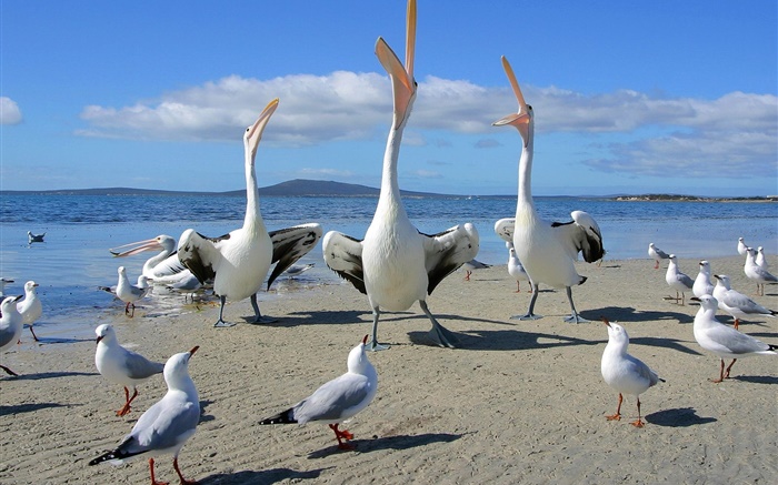 Beach, seagulls, sea birds Wallpapers Pictures Photos Images