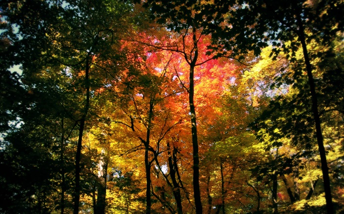 Beautiful autumn forest, red leaves Wallpapers Pictures Photos Images