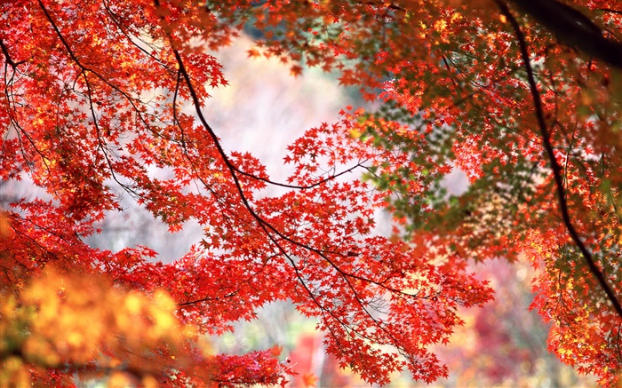 Beautiful autumn, tree, twigs, red maple leaves Wallpapers Pictures Photos Images