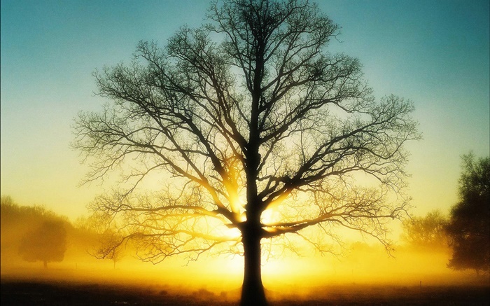 Beautiful sunrise, tree, sun, dawn Wallpapers Pictures Photos Images