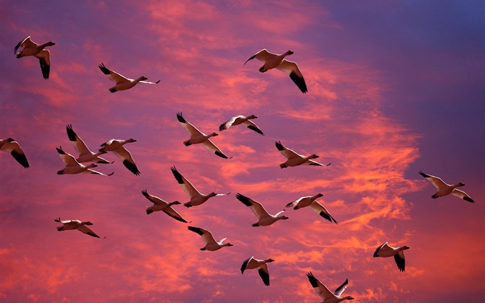 Big wild geese in the red sky, sunset Wallpapers Pictures Photos Images