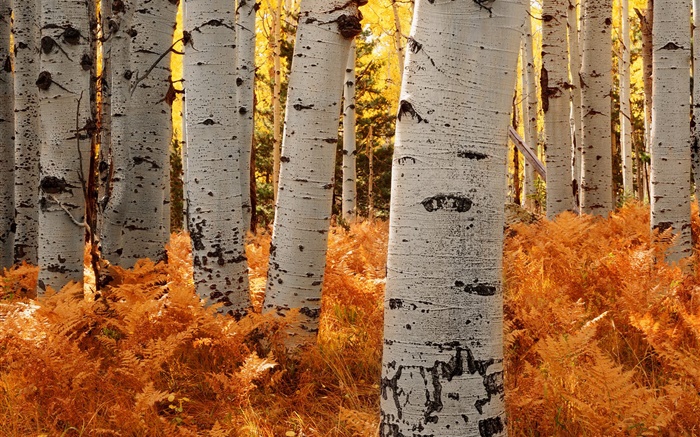 Birch trees, forest, autumn Wallpapers Pictures Photos Images