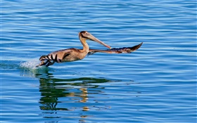 Bird flying in lake surface
