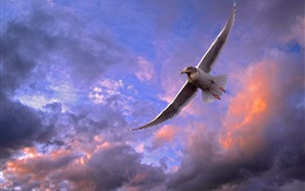 Bird flying sky, sunset, clouds