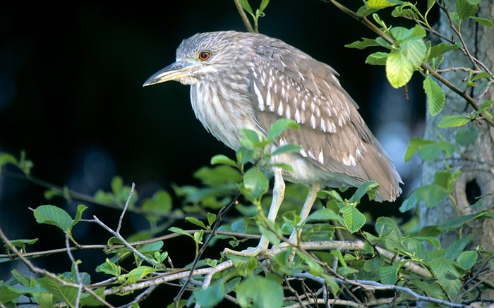 Bird in the tree, twigs, leaves Wallpapers Pictures Photos Images