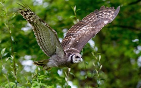 Bird wings, owl flight, bokeh
