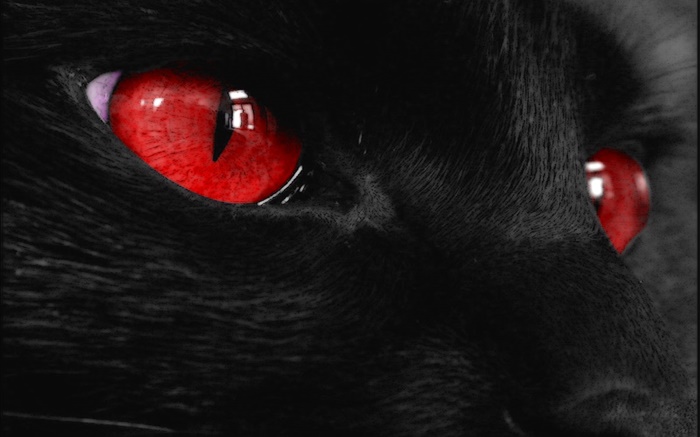 Black animal face, red eyes Wallpapers Pictures Photos Images