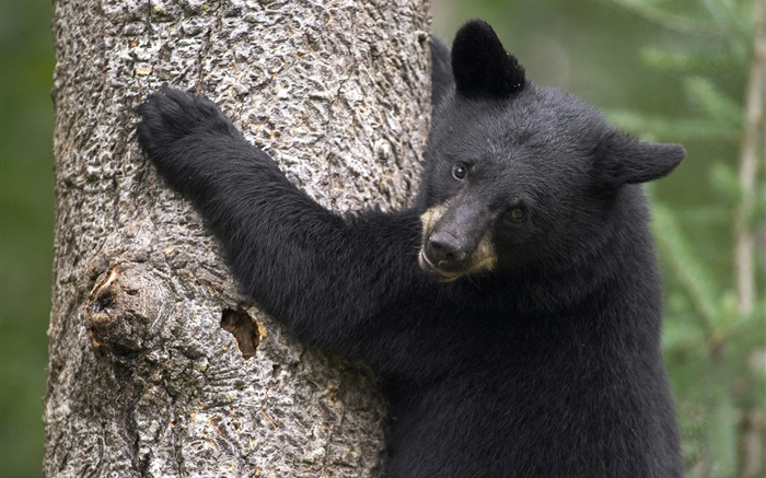 Black bear climb tree Wallpapers Pictures Photos Images