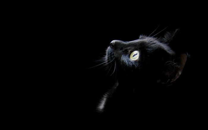 Black cat, black background Wallpapers Pictures Photos Images