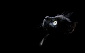 Black cat, black background HD wallpaper