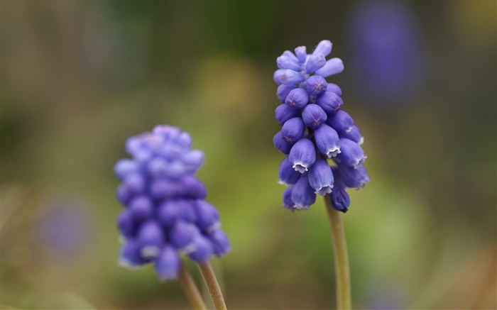 Blue grape hyacinth flower, blur background Wallpapers Pictures Photos Images