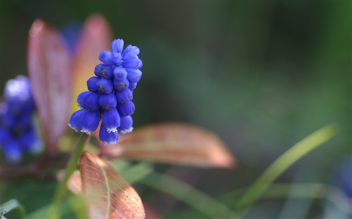Blue hyacinth flower close-up Wallpapers Pictures Photos Images