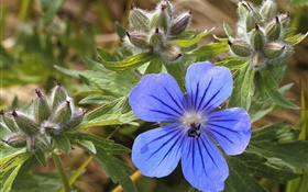 Blue little flower close-up HD wallpaper