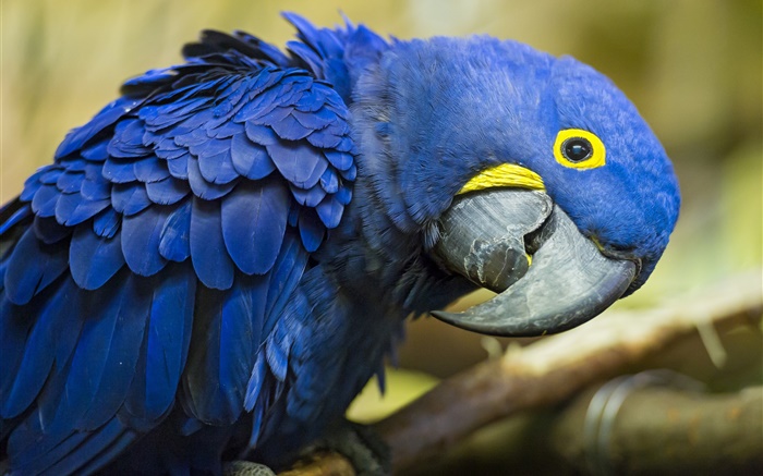 Blue parrot Wallpapers Pictures Photos Images