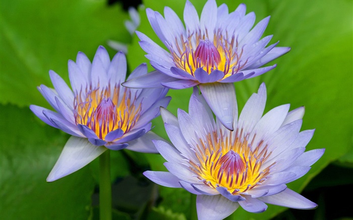 Blue-purple petals of the lotus Wallpapers Pictures Photos Images