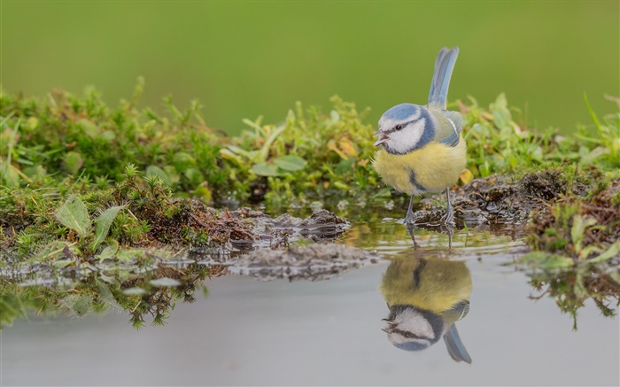Blue tit, bird close-up, water reflection Wallpapers Pictures Photos Images