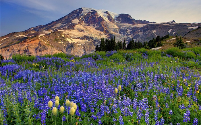 Blue wildflowers, mountains Wallpapers Pictures Photos Images