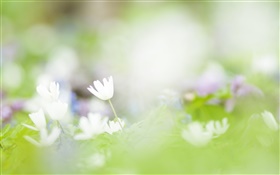 Blur background, white flowers photography HD wallpaper