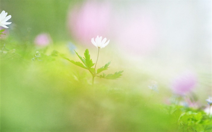 Blur photography, white flower Wallpapers Pictures Photos Images