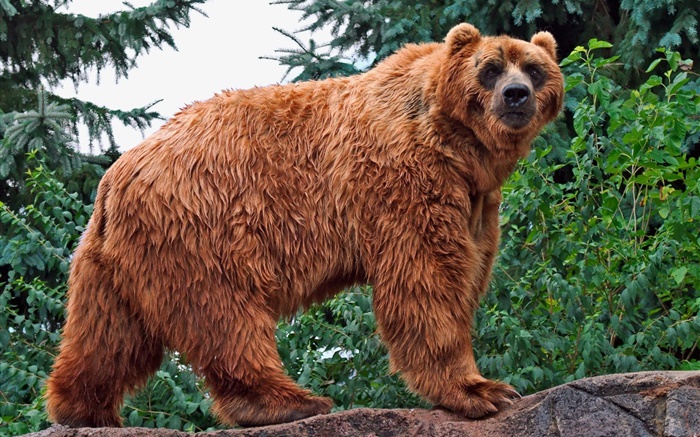 Brown bear look at you Wallpapers Pictures Photos Images