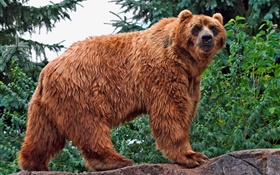 Brown bear look at you HD wallpaper