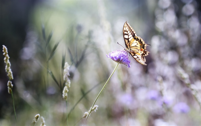 Butterfly, purple flower, bokeh, summer Wallpapers Pictures Photos Images