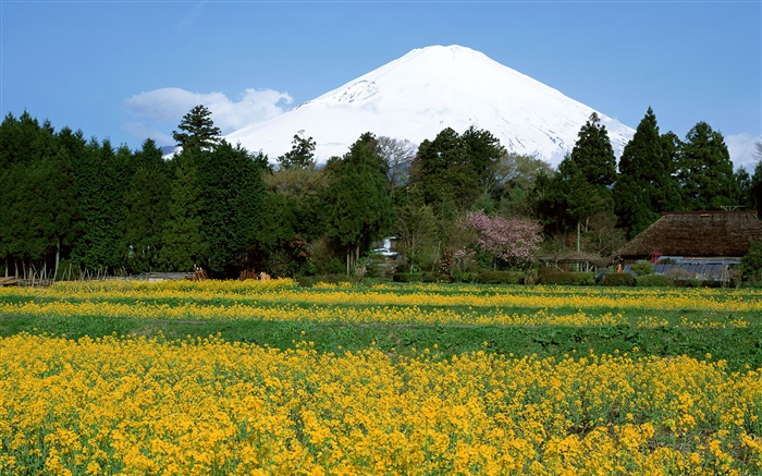 Canola flowers field, trees, Mount Fuji, Japan Wallpapers Pictures Photos Images
