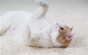 Cat play game, paws, carpet HD wallpaper