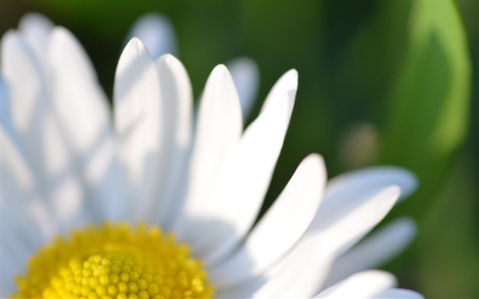 Chamomile flower white petals macro photography Wallpapers Pictures Photos Images