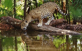 Cheetah drink HD wallpaper