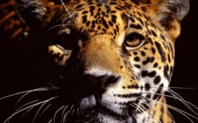 Cheetah face close-up photography HD wallpaper
