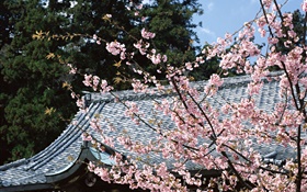 Cherry blossom, park, Tokyo, Japan HD wallpaper