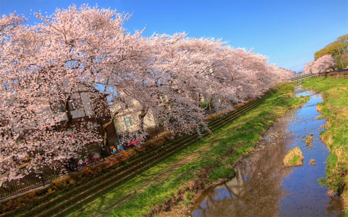 Cherry flowers, bloom, canal, house, spring Wallpapers Pictures Photos Images